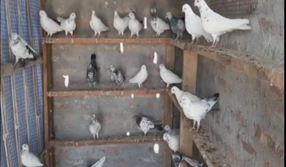 कोरोना के खौफ से लॉक डाउन हुए आजाद पंछी, 250 कबूतरों की उड़ान बंद