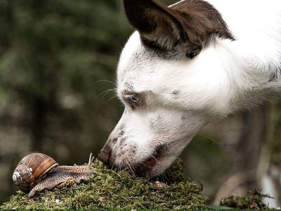 कोरोना वायरस को सूंघकर खोज निकालेंगे कुत्ते! मिलेगी स्पेशल ट्रेनिंग