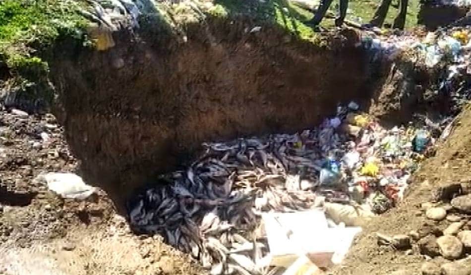 कोरोना के डर से लाखों रुपये की मछलियों को मिट्टी में दफनाया