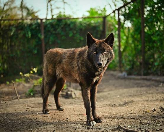 कोरोना वायरस को सूंघकर खोज निकालेंगे कुत्ते! मिलेगी स्पेशल ट्रेनिंग