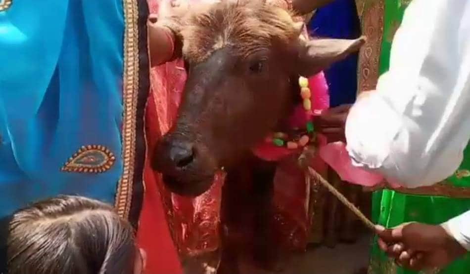 गाजे-बाजे के साथ किसान ने कराया भैंस के बच्चे का मुंडन संस्कार