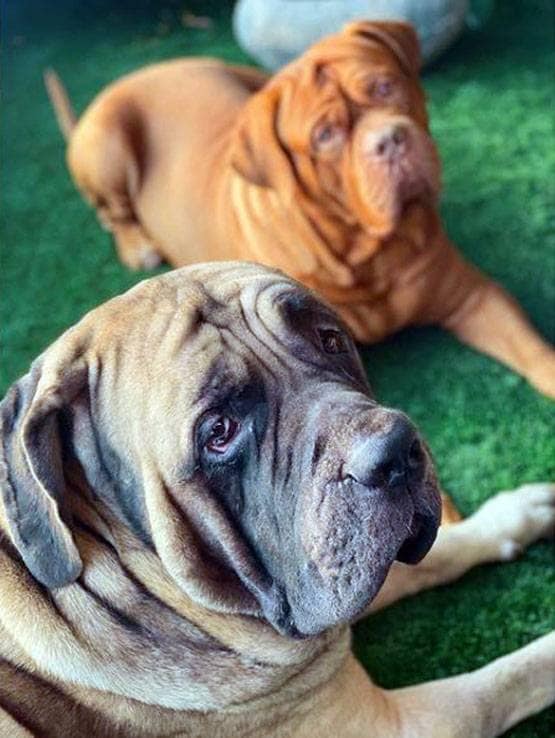 लॉकडाउन में साथ रह रहे हैं लवबर्ड्स रणबीर-आलिया, बिल्ली ने खोल दी पोल