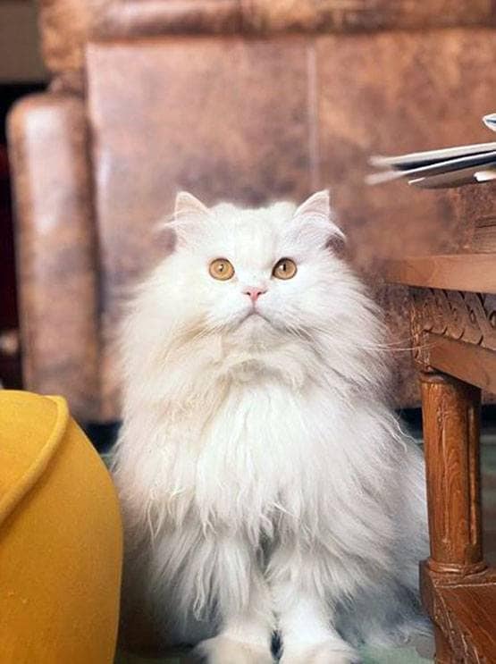 लॉकडाउन में साथ रह रहे हैं लवबर्ड्स रणबीर-आलिया, बिल्ली ने खोल दी पोल