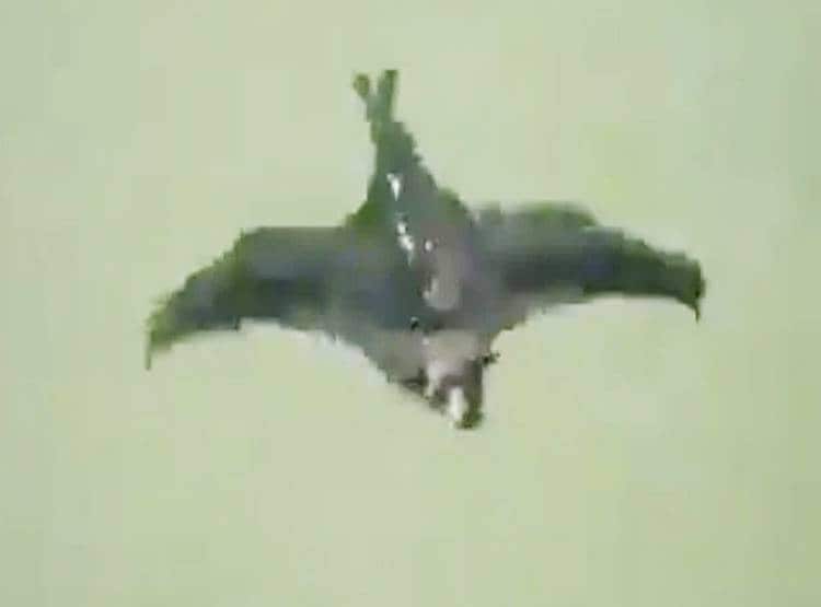 नदी में रोइंग बोट की तरह तैरता दिखा चमगादड़, वायरल हो रहा वीडियो