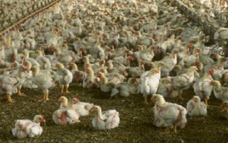 कोरोना के बीच एक और जानलेवा वायरस की दस्तक, चिंता में फिलीपींस