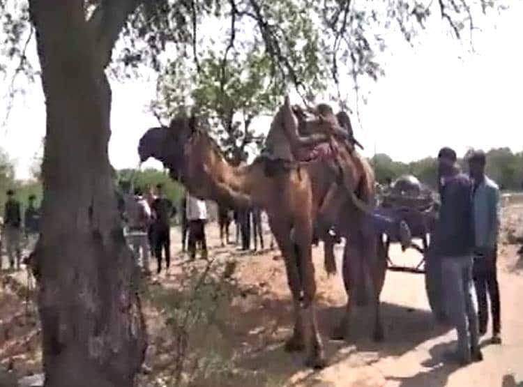 माल‍िक को जिंदा चबा गया ऊंट, पैर और गर्दन धड़ से अलग