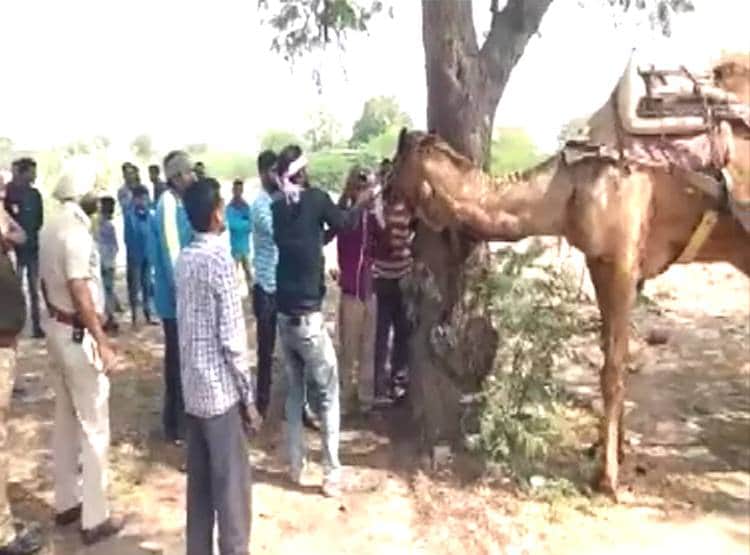 माल‍िक को जिंदा चबा गया ऊंट, पैर और गर्दन धड़ से अलग