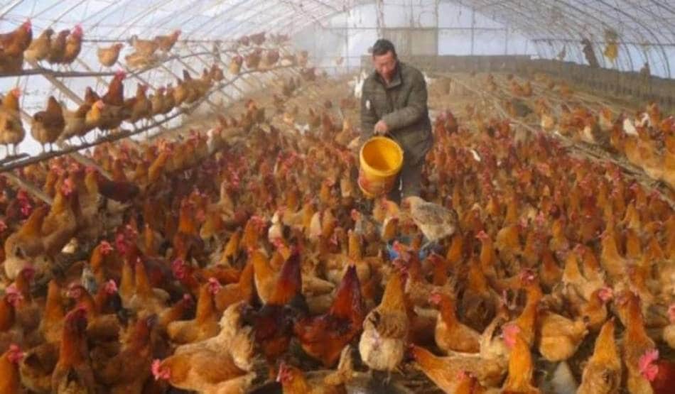 दुकानदारों ने ज‍िंदा मुर्गों को जंगल में फेंका, लूटने की मची होड़