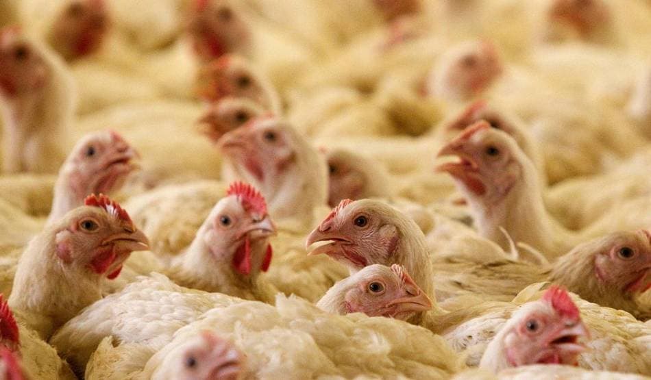 दुकानदारों ने ज‍िंदा मुर्गों को जंगल में फेंका, लूटने की मची होड़