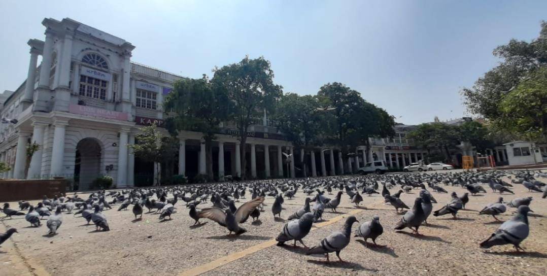 कोरोना से जंग में देशभर की सड़कें सूनी, दिल्ली के दिल में कबूतरों का डेरा!