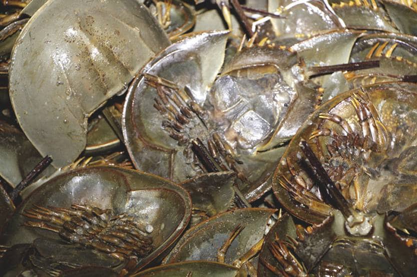 दुनिया में सबसे महंगा इस जीव का नीला खून, एक लीटर की कीमत 11 लाख