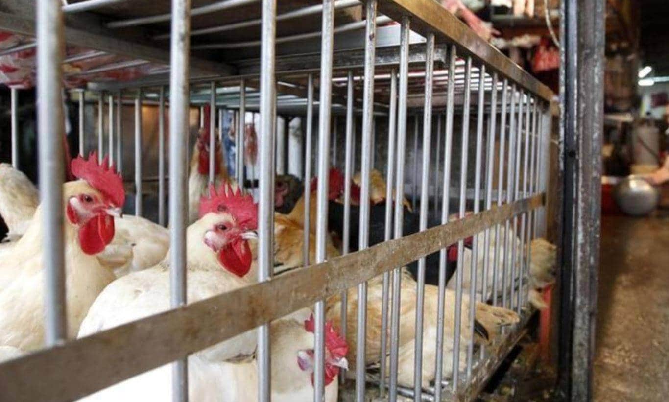 कोरोना के बीच एक और जानलेवा वायरस की दस्तक, चिंता में फिलीपींस