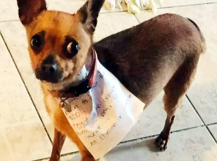 लॉकडाउनः मालिक को खाने थे चिप्स, कुत्ते ने किया कुछ ऐसा कि बना स्टार