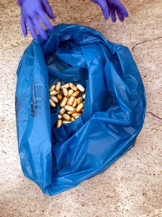 13 कंडोम में भरकर गुप्तांग में छुपा रखी थी कोकेन, तस्कर गिरफ्तार