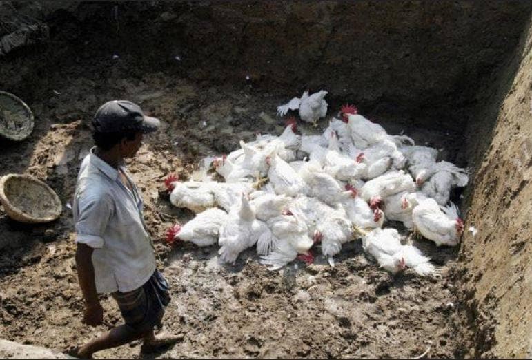 कोरोना के बीच एक और जानलेवा वायरस की दस्तक, चिंता में फिलीपींस