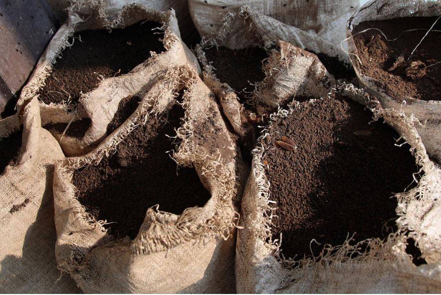 दुनिया में फैला कोरोना, चमगादड़ की गुफा में जा रहे इस देश के लोग