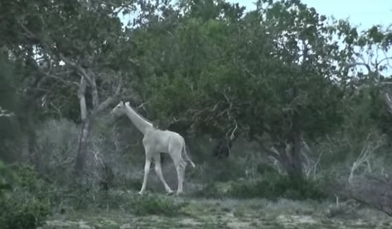दुनिया की आखिरी सफेद मादा जिराफ और उसके बच्चे की हत्या