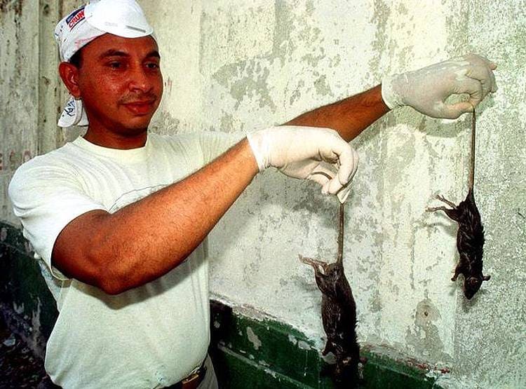 कोरोना के बाद चीन में अब फैला 'हंता', ऐसा दिखता है ये जानलेवा वायरस