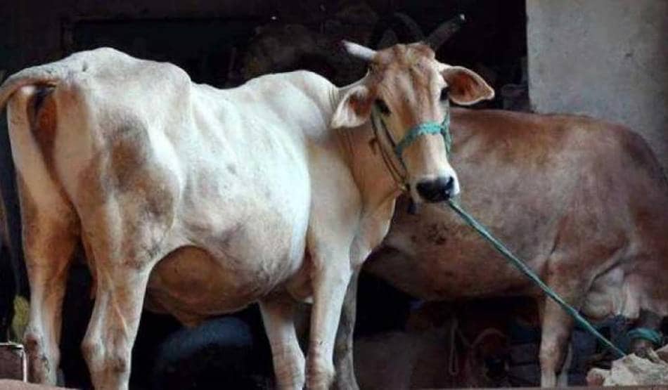 कोरोना: पुलिस वाले को गोमूत्र पिलाना बीजेपी नेता को पड़ा भारी, हुई जेल