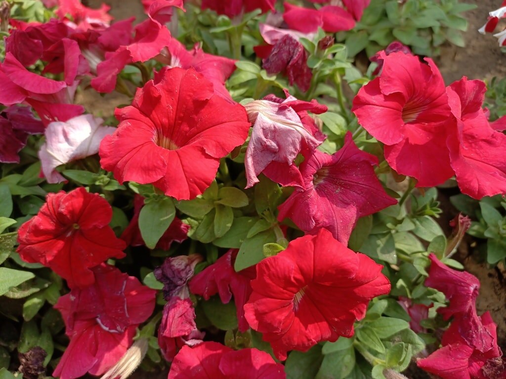 Oppo Reno 3 Pro क्विक रिव्यू: जानें कैसा है 44MP सेल्फी कैमरे वाला फोन