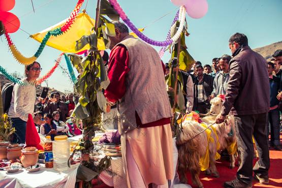 अनोखा स्वयंवर, जिसमें होती है बकरे-बकरी की शादी, जानें- वजह