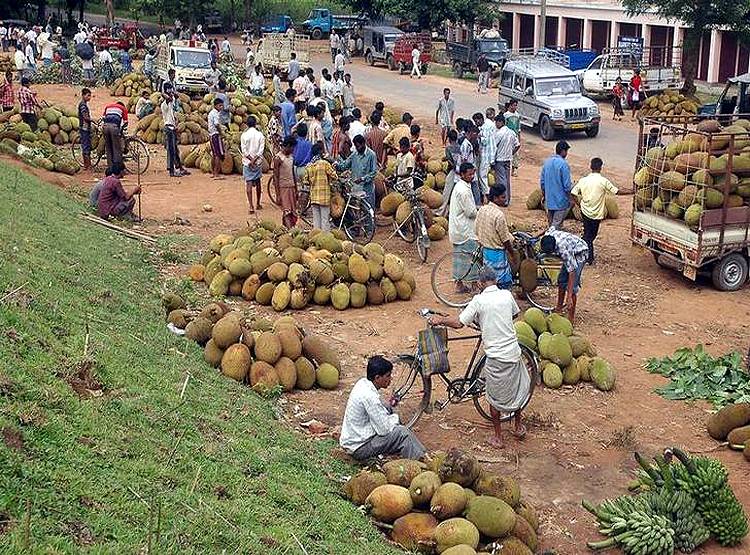 कोरोना का खौफः मुर्गे से महंगा बिक रहा कटहल, लोग खा रहे बिरयानी