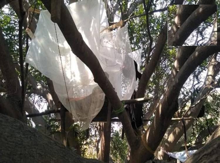 कोरोना के डर से गांव में एंट्री पर रोक, पेड़ पर क्वारंटाइन कर रहे 7 युवक