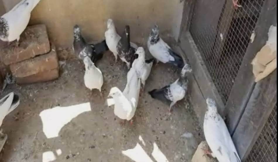 कोरोना के खौफ से लॉक डाउन हुए आजाद पंछी, 250 कबूतरों की उड़ान बंद