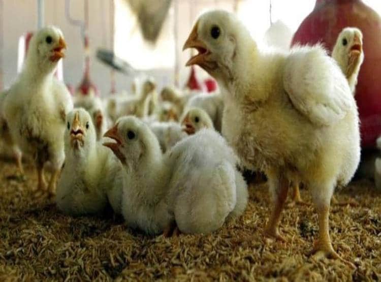 कोरोना से बौखलाया किसान, जिंदा गाड़ दीं 6 हजार मुर्गियां