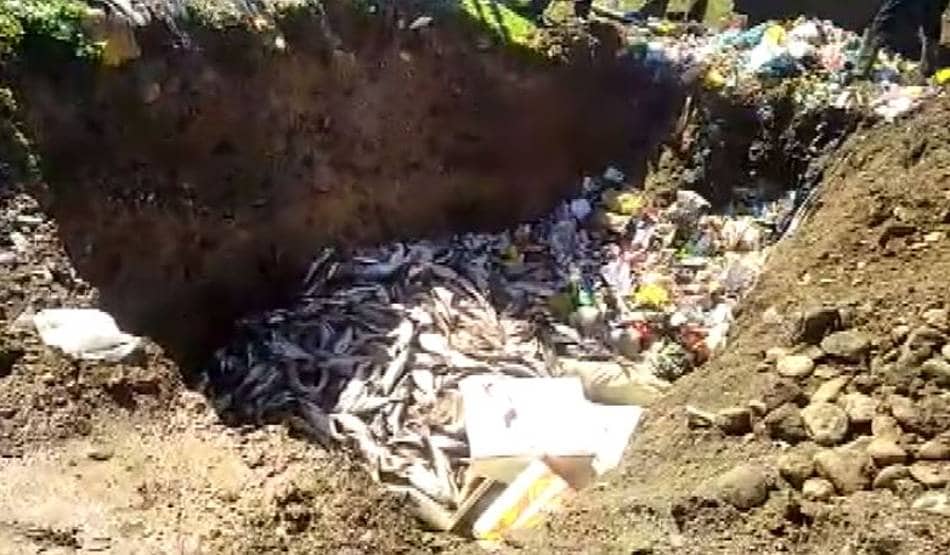 कोरोना के डर से लाखों रुपये की मछलियों को मिट्टी में दफनाया