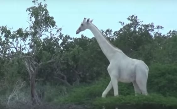 दुनिया की आखिरी सफेद मादा जिराफ और उसके बच्चे की हत्या