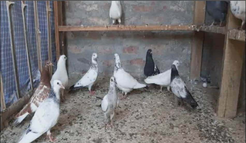 कोरोना के खौफ से लॉक डाउन हुए आजाद पंछी, 250 कबूतरों की उड़ान बंद