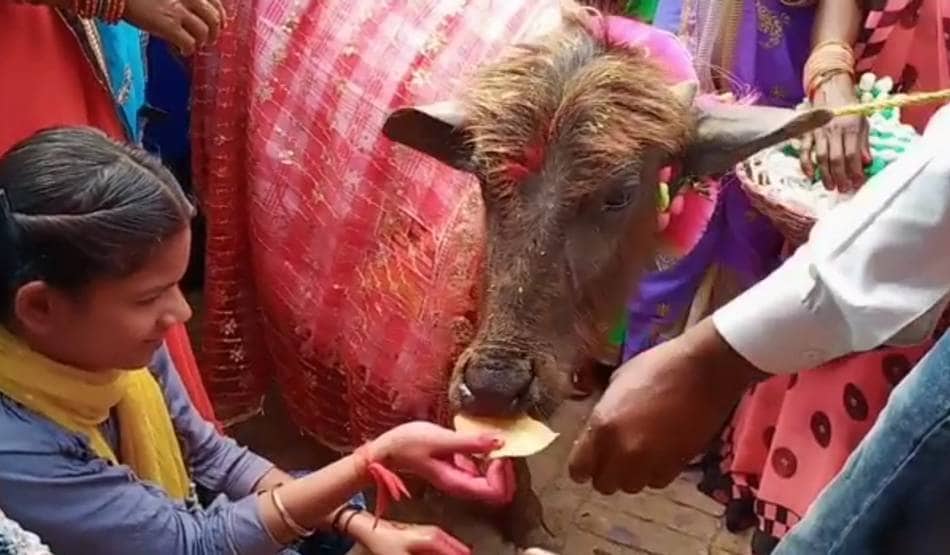 गाजे-बाजे के साथ किसान ने कराया भैंस के बच्चे का मुंडन संस्कार