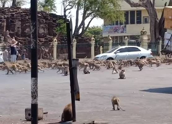 कोरोना से कोहराम: सड़कों पर उतरे बंदर, आपस में लड़ते दिखे