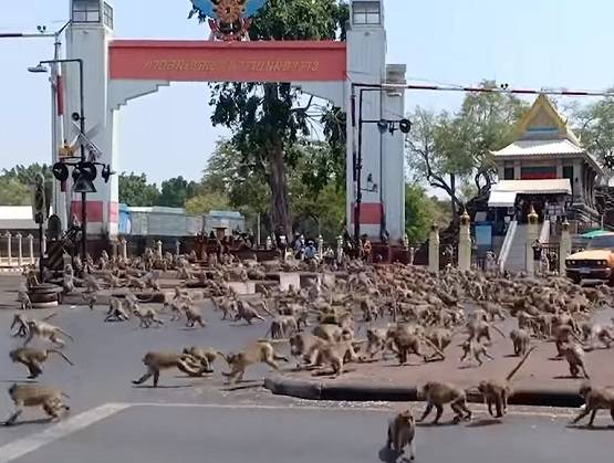 कोरोना से कोहराम: सड़कों पर उतरे बंदर, आपस में लड़ते दिखे