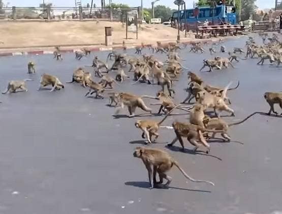 कोरोना से कोहराम: सड़कों पर उतरे बंदर, आपस में लड़ते दिखे