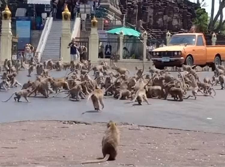 कोरोना से कोहराम: सड़कों पर उतरे बंदर, आपस में लड़ते दिखे