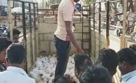 मिट्टी के भाव बिक रहा है चिकन, क्या इसे खाने से फैलता है कोरोना?