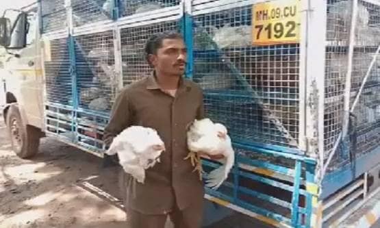 मिट्टी के भाव बिक रहा है चिकन, क्या इसे खाने से फैलता है कोरोना?