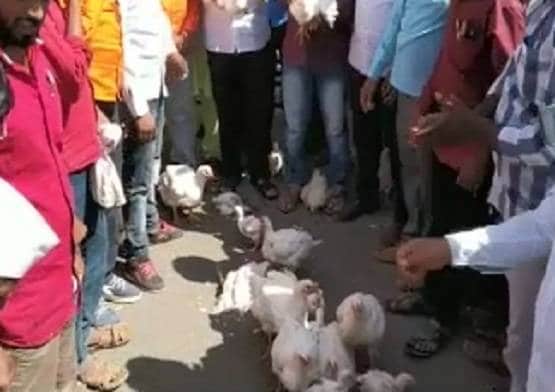 मिट्टी के भाव बिक रहा है चिकन, क्या इसे खाने से फैलता है कोरोना?