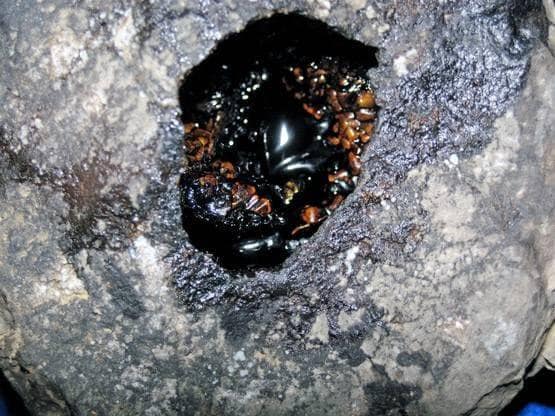 कोरोना वायरस का असर, रद्दी के भाव बिकने जा रहा है तेल!