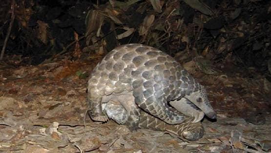 क्या इस जानवर से पूरी दुनिया में फैला कोरोना वायरस? विलुप्ति के कगार पर