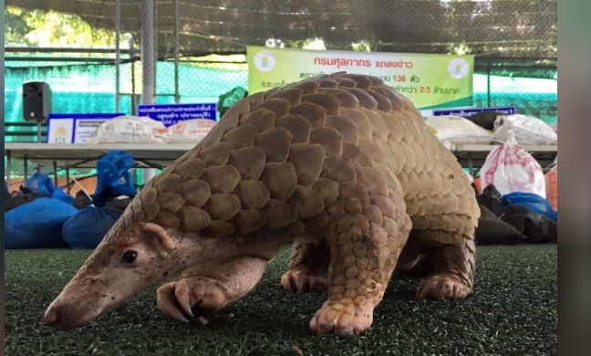 क्या इस जानवर से पूरी दुनिया में फैला कोरोना वायरस? विलुप्ति के कगार पर