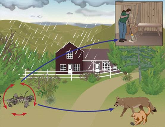 कोरोना के बीच चीन में हंता वायरस से मौत, अमेरिका में भी कर चुका लोगों को संक्रमित