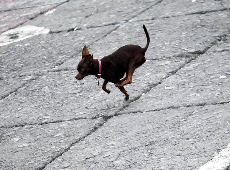 लॉकडाउनः मालिक को खाने थे चिप्स, कुत्ते ने किया कुछ ऐसा कि बना स्टार