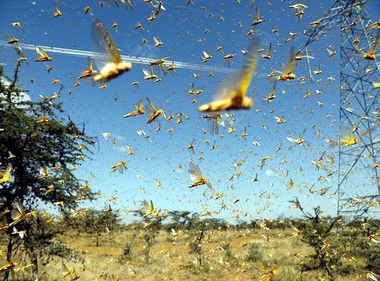 कोरोना से जूझ रहे PAK के सामने नई समस्या, नहीं संभला तो और गरीब हो जाएगा