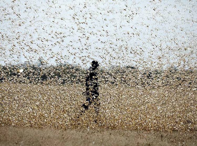 कोरोना से जूझ रहे PAK के सामने नई समस्या, नहीं संभला तो और गरीब हो जाएगा