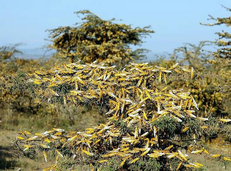 कोरोना से जूझ रहे PAK के सामने नई समस्या, नहीं संभला तो और गरीब हो जाएगा