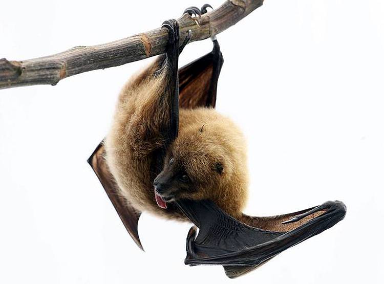 नदी में रोइंग बोट की तरह तैरता दिखा चमगादड़, वायरल हो रहा वीडियो