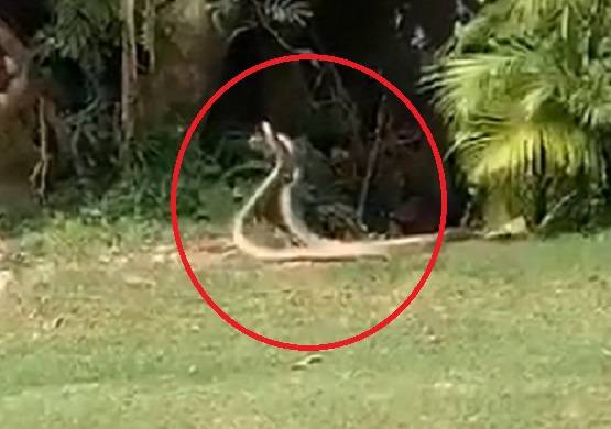 अचानक डांस करने लगा सांप का जोड़ा, वीडियो देख भड़के लोग